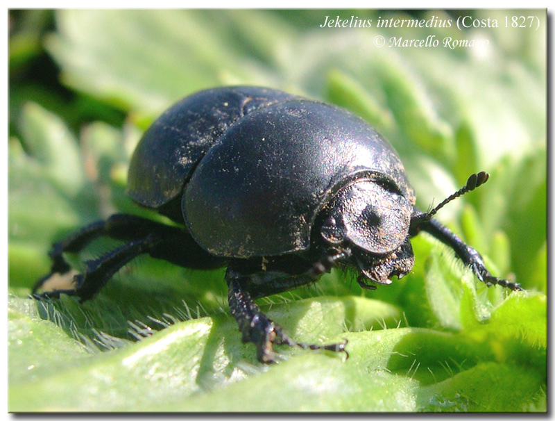Incontri domenicali: Jekelius intermedius (Col. Geotrupidae)